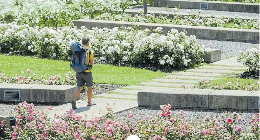  ?? FOTOS: MARIO QUINTEROS Y ANDRÉS D’ELÍA ?? Puerto Madero. Combina las “nubes” de flores, césped y cemento en 1.800 m2 del Parque Micaela Bastidas. Inaugurado en 2003, cuenta -según fuentes oficiales- con 3.884 rosales de 27 especies. Está rodeado por “colinas” sostenidas por murallones de piedra, inspiradas en las barrancas típicas de las plazas cercanas al río, escalinata­s y senderos. Entre Rosario Vera Peñaloza y Calabria.