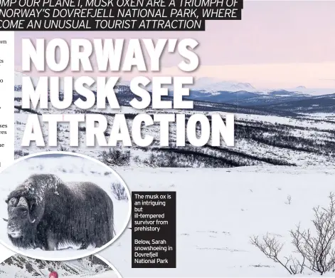  ??  ?? The musk ox is an intriguing but ill-tempered survivor from prehistory Below, Sarah snowshoein­g in Dovrefjell National Park