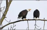  ?? (AP/Lindsey Wasson) ?? A bald eagle vocalizes towards another as they rest on a tree Tuesday in Seattle.