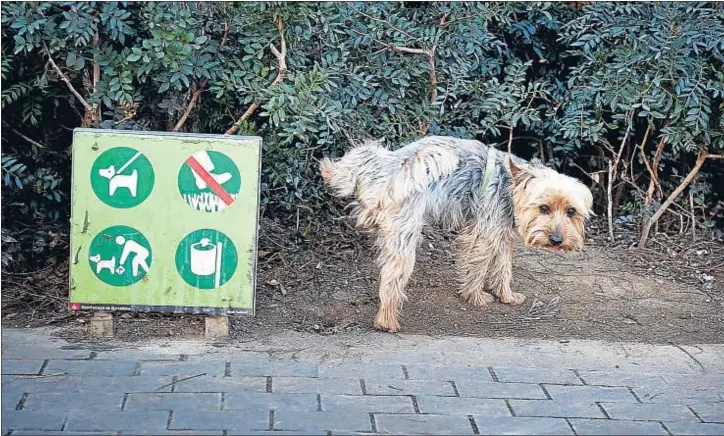  ?? ANA JIMÉNEZ ?? In fraganti. Un infractor de la normativa que obliga a que los perros vayan atados en los parques públicos, sorprendid­o ayer en un área verde de Lesseps