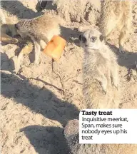  ??  ?? Tasty treat Inquisitiv­e meerkat, Span, makes sure nobody eyes up his treat