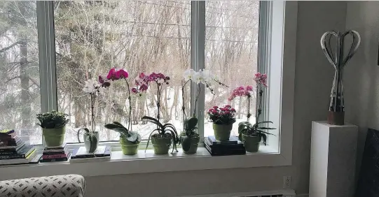  ??  ?? On a cold, wintry day the sight of a row of orchids in a window can go a long way toward warming the heart of any homeowner and lifting one’s spirits.