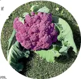  ?? ?? Purple cauliflowe­r