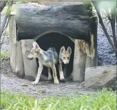  ??  ?? Two out of seven Mexican Wolfs (Canis lupus baileyi) cubs born last April are seen in the Zoo of Coyotes in Mexico City. — AFP photo