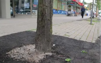  ?? JACK LAKEY ?? Asphalt was used to temporaril­y fill areas where bricks were removed from the boulevard on Spring Garden Ave.