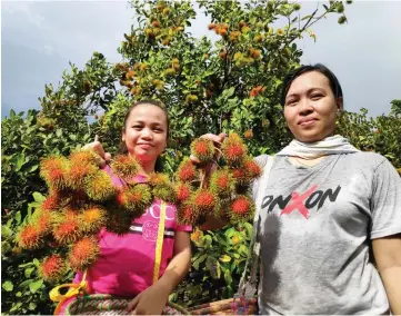  ??  ?? Christine Alyssa Ajih and her aunt Jessica Sadang proudly show rambutans harvested from their farm. The Anak Sekolah rambutans are destined for European markets.