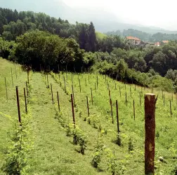  ??  ?? Le vigne Molti enocoltiva­tori trevigiani si sono spostati nel Bellunese