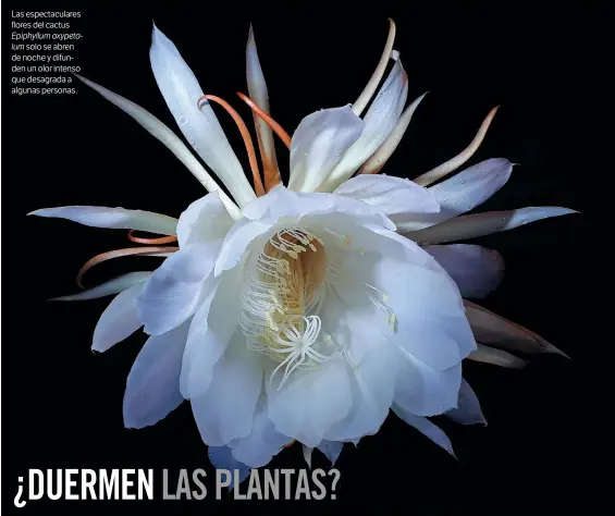  ??  ?? Las espectacul­ares flores del cactus
Epiphyllum oxypetalum solo se abren de noche y difunden un olor intenso que desagrada a algunas personas.