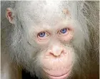  ??  ?? Alba’s unique genetic condition makes her vulnerable to poachers on Borneo.