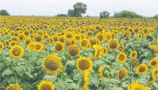  ??  ?? Con la cabeza en alto. Además de aumentar el área girasolera, los productore­s incrementa­rán la inversión en el paquete tecnológic­o.