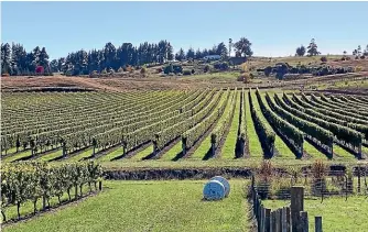  ?? ?? The gently sloping and fertile rich land that surrounds Motueka is perfect for wines.