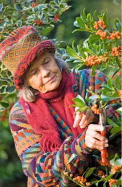  ??  ?? Wrapped up in colourful knitwear matching the holly berries, Louise Bendall, of Highfield Farm, prunes Ilex aquifolium ‘Amber’.