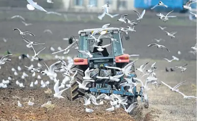  ?? Getty. ?? Seagulls scavenge for food as a farmer ploughs his field. After a long and difficult six months for farmers north of the border, some respite is now on offer with £300 million of Scottish Government subsidy payments starting to make their way into bank...