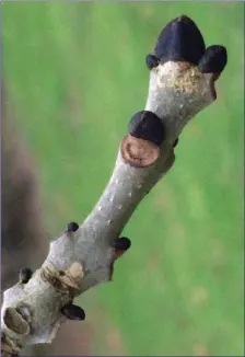  ??  ?? Ash trees have big black buds at this time of year.