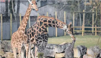  ??  ?? The new Rothschild giraffe calf with its family at Flamingo Land.