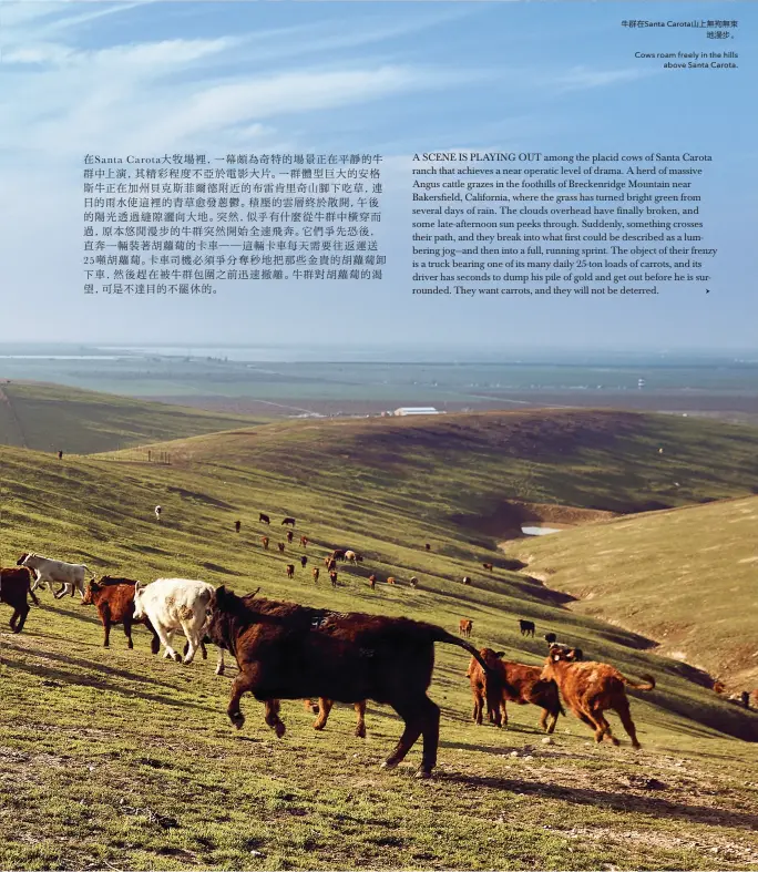  ??  ?? 牛群在Santa Carota山上無拘­無束地漫步。
Cows roam freely in the hills above Santa Carota.