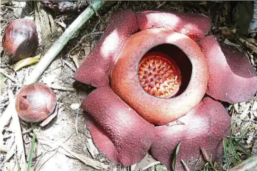  ??  ?? The Rafflesia only blooms for three days after a flowering process that takes up to nine months.