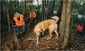  ?? Photograph: William Widmer/The Guardian ?? Sundance, a nine-year-old dog searches for a buried sample in the woods of St Tammany parish, Louisiana.