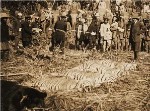  ??  ?? Proud: The King is seen surveying a haul of four tigers and a bear