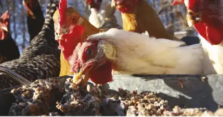  ??  ?? Delivering homemade suet cakes to your flock is a healthy way to boost the protein and fat in its diet.