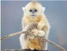  ?? /BBC NHU/Nick ?? Forest dweller: An infant golden snub-nosed monkey in China’s remote mountain forests.