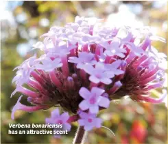  ??  ?? Verbena bonariensi­s has an a ractive scent