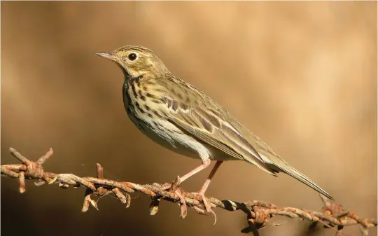  ?? ?? NINE: Tree Pipit (Ayn Razat, Oman, 5 November 2004. This bird looks long and solid bodied, with a deep-based, almost triangular, bill. With its unequivoca­lly short hind claws, it is clearly a Tree Pipit. The plumage features are readily visible too – relatively plain ear coverts, a rather weak eyering, contrast between heavy breast and fine flank streaking, and a lovely buff wash across the upper breast.