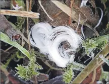  ?? ?? You are most likely to find hair ice on a crisp, sunny morning after a clear night.