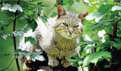  ?? FOTO: ALEXANDER VOLKMANN ?? Die Wildkatze ist in verschiede­nen Thüringer Wäldern heimisch. Sie ist aber sehr scheu und lebt versteckt.