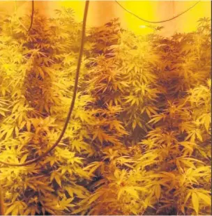  ??  ?? A cannabis cultivatio­n was discovered at an address on Gilbert Crescent in Llanelli on Friday, July 12.