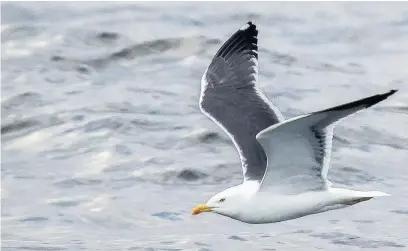  ??  ?? ●●Lesser black-backed gull in flight