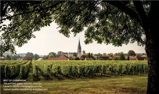  ??  ?? BEST OF CHAMPAGNE The primary grape varietals used for Laurent-perrier champagnes are the highest quality chardonnay and pinot noir