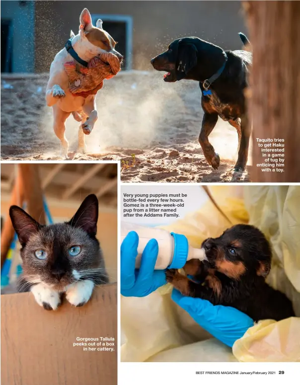  ??  ?? Very young puppies must be bottle-fed every few hours. Gomez is a three-week-old pup from a litter named after the Addams Family. Taquito tries to get Haku interested in a game of tug by enticing him
with a toy.
Gorgeous Tallula peeks out of a box
in her cattery.