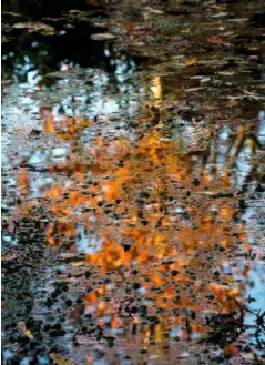  ??  ?? Dappled golden leaves are reflected in the tranquil water of the Stroll Garden’s lower pond; a favourite autumn spot for Anne (above). Bushy Hakonechlo­a macra, colourful Acer palmatum ‘Seiryu’, maples and birches surround the water’s edge and cloak the exquisite teahouse (right).