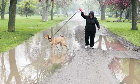  ?? NICK BRANCACCIO ?? Theresa Viselli tries to restrain her dog Jax from playing in the puddles on Monday during a soggy stroll through Jackson Park.