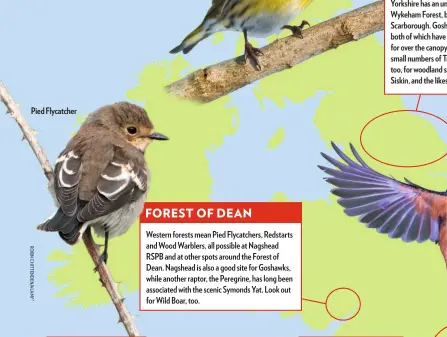  ??  ?? Pied Flycatcher