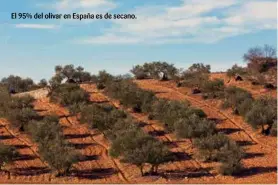  ??  ?? El 95% del olivar en España es de secano.