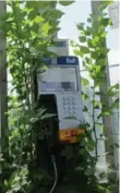  ?? JACK LAKEY FOR THE TORONTO STAR ?? A phone booth near Broadview and Mortimer Aves. is so choked by weeds that they have to be pushed aside to get at the phone, which has no dial tone.