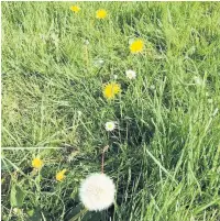  ??  ?? Dandelions