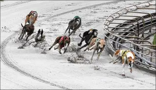  ?? JENNIFER PODIS/THE PALM BEACH POST ?? Greyhounds come around the final turn towards the finish line during a race at the Palm Beach Kennel Club. Betting on races has fallen by almost half and continued concerns over the dogs’ welfare could prompt a ban on the long-time racing practice in...