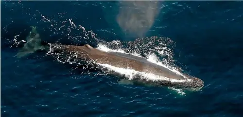  ?? ?? Warming seas could make Kaiko¯ ura’s iconic whales a rarer sight.