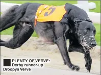  ??  ?? PLENTY OF VERVE: Derby runner-up Droopys Verve