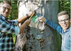 ??  ?? Als Erkennungs­merkmal für Waldbesuch­er versehen Maximilian Fottner und Dominik Reil die ausgewählt­en Biotopbäum­e im Mergenthau­er Forst mit Zertifizie­rungspla ketten.