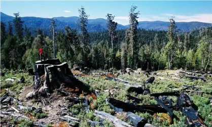  ?? Photograph: HANCOCK/EPA ?? The world’s wilderness is disappeari­ng at a huge scale, study finds.