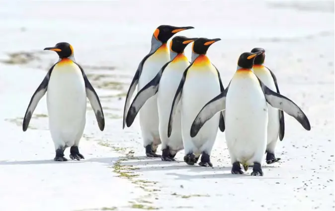 ??  ?? King penguins are seen at Volunteer Point, north of Stanley in the Falkland Islands (Malvinas), a British Overseas Territory in the South Atlantic Ocean. — AFP