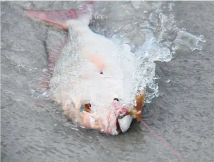  ??  ?? Long-lines set with torpedoes off west coast beaches are producing good catches of snapper like this one.