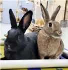  ?? Animal Friends ?? Macchiato, left, and Frappe are bonded rabbits at Animal Friends.