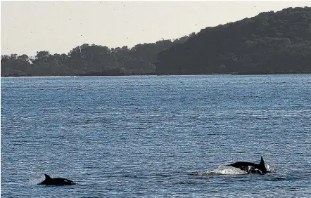 ?? CHRIS MCKEEN/STUFF ?? Dolphins play in the Hauraki Gulf – but beneath the surface there are divisions over its future governance arrangemen­ts. (file)