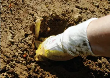  ?? Foto: Marcus Merk ?? Für die Arbeit auf den Feldern werden wieder Saisonkräf­te gesucht. Auch einheimisc­he Helfer sind auf der Seite „Das Land hilft“nach wie vor gefragt.