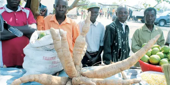  ?? DANIEL BENJAMIN | EDIÇÕES NOVEMBRO | MOXICO ?? A regularida­de com que a chuva tem caído facilita a cultura de vários produtos hortícolas, principalm­ente os tubérculos, como a mandioca e a batata-doce